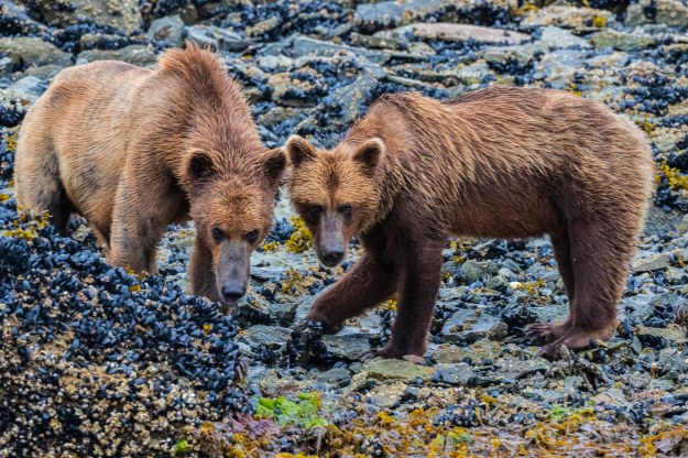 20190620_UJ_Bering_Geographic_Harbour0074