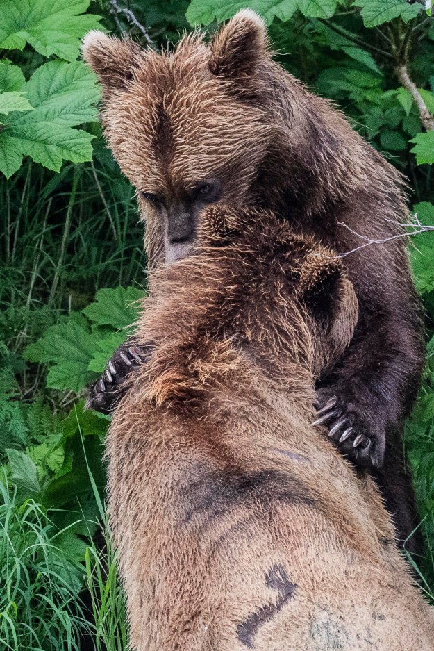 Playing Coastal Brown Bears