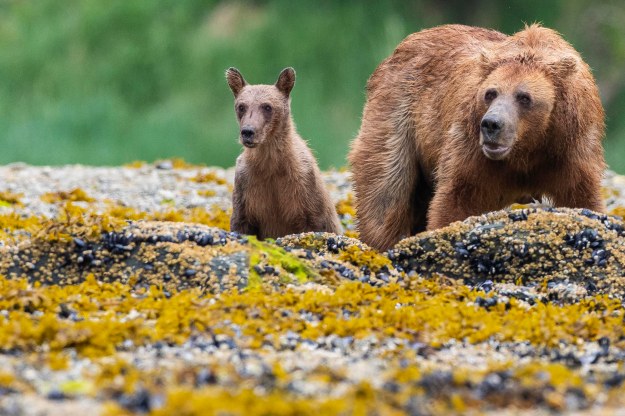 20190620_UJ_Bering_Geographic_Harbour0096
