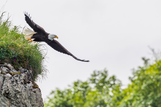 Bald Eagle