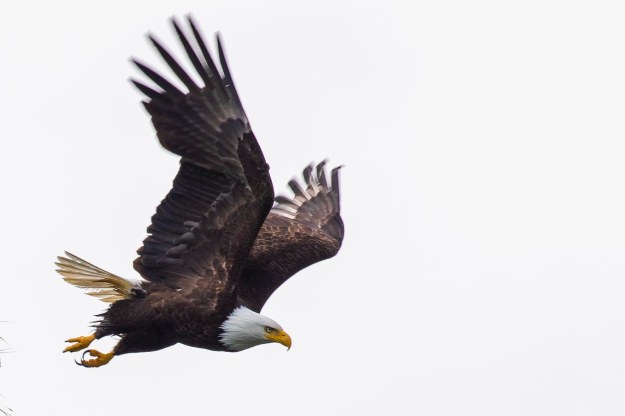 Bald Eagle