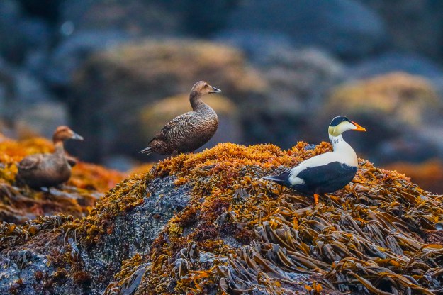 20190622_UJ_Bering_Baby_Islands0032