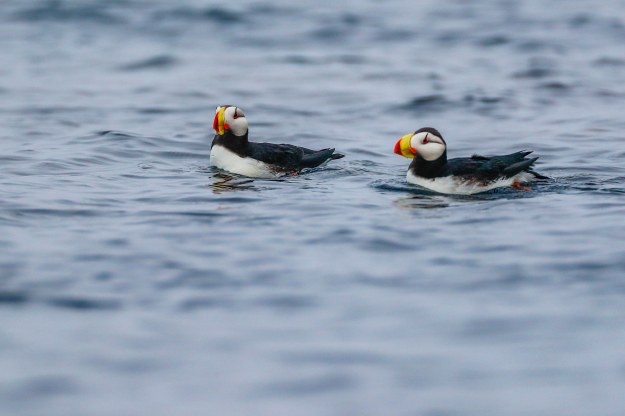 20190622_UJ_Bering_Baby_Islands0034