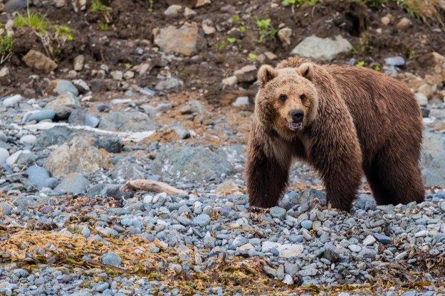 20190630_UJ_Bering_Kamenistaya_Bay0027