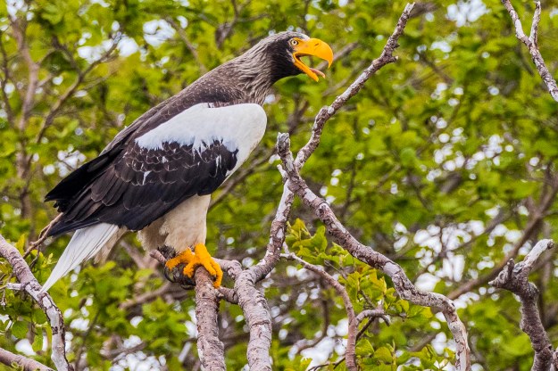 20190630_UJ_Bering_Zhupanova_River0128