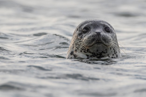 20190630_UJ_Bering_Zhupanova_River0159