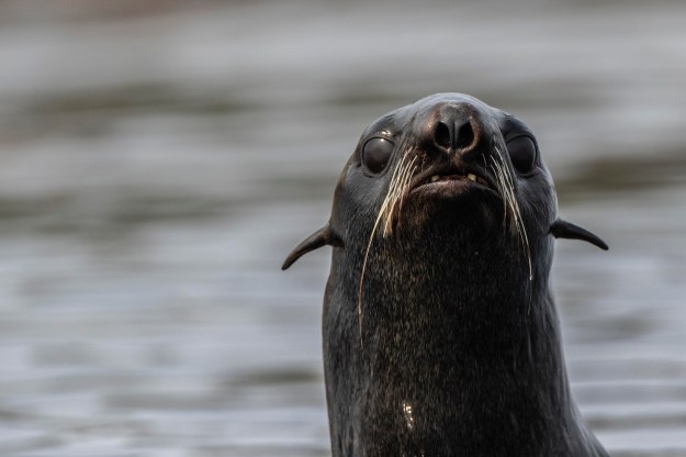 20190701_UJ_Bering_Kamen_Ariy_Island0017
