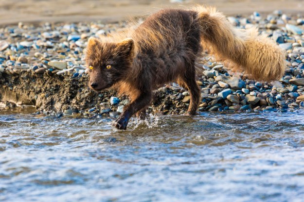 20190702_UJ_Bering_Nkolskoyeg_Village_Commender_Island0117