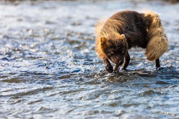 20190702_UJ_Bering_Nkolskoyeg_Village_Commender_Island0119