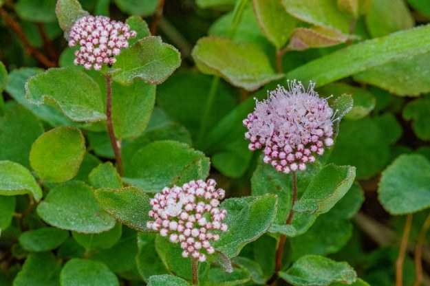 20190704_UJ_Bering_South_Glubokaya_Bay0005