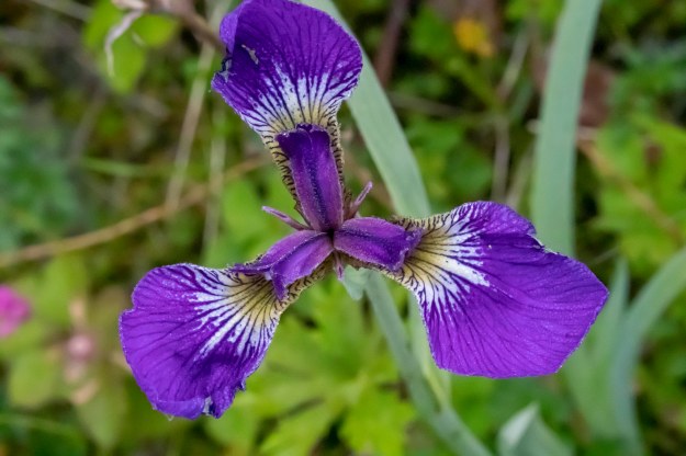 20190704_UJ_Bering_South_Glubokaya_Bay0016