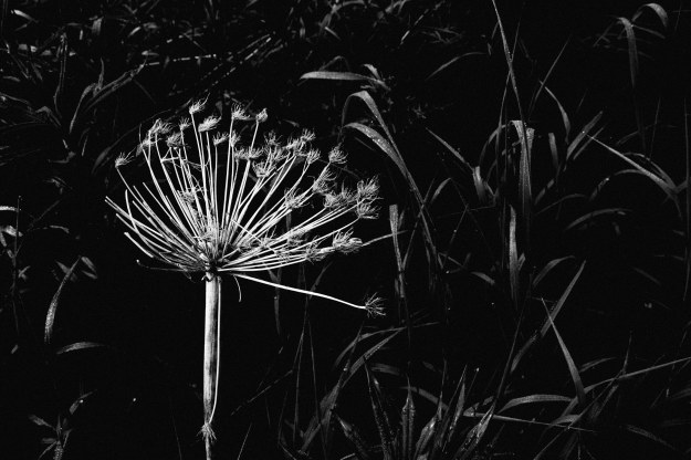 20190704_UJ_Bering_South_Glubokaya_Bay0038