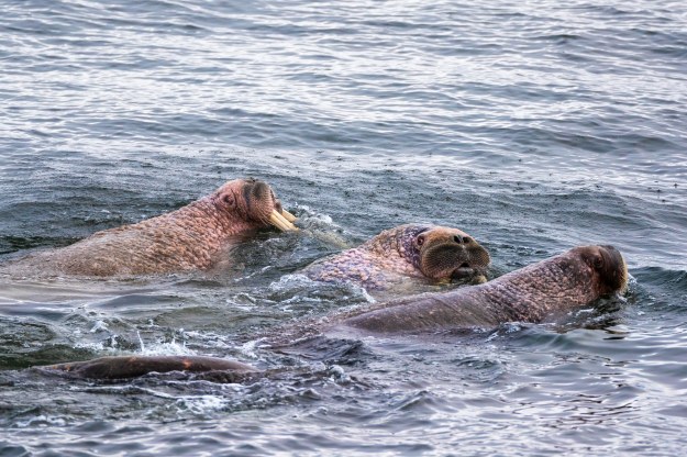 20190706_UJ_Bering_Meynypilgino0051
