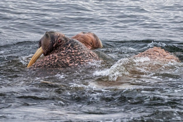 20190706_UJ_Bering_Meynypilgino0055