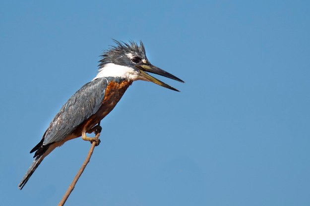 20190715_UJ_Pantanal_Rio_Claro_10016