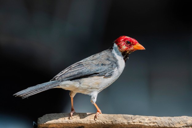 20190716_UJ_Pantanal_Rio_Claro_20001-2