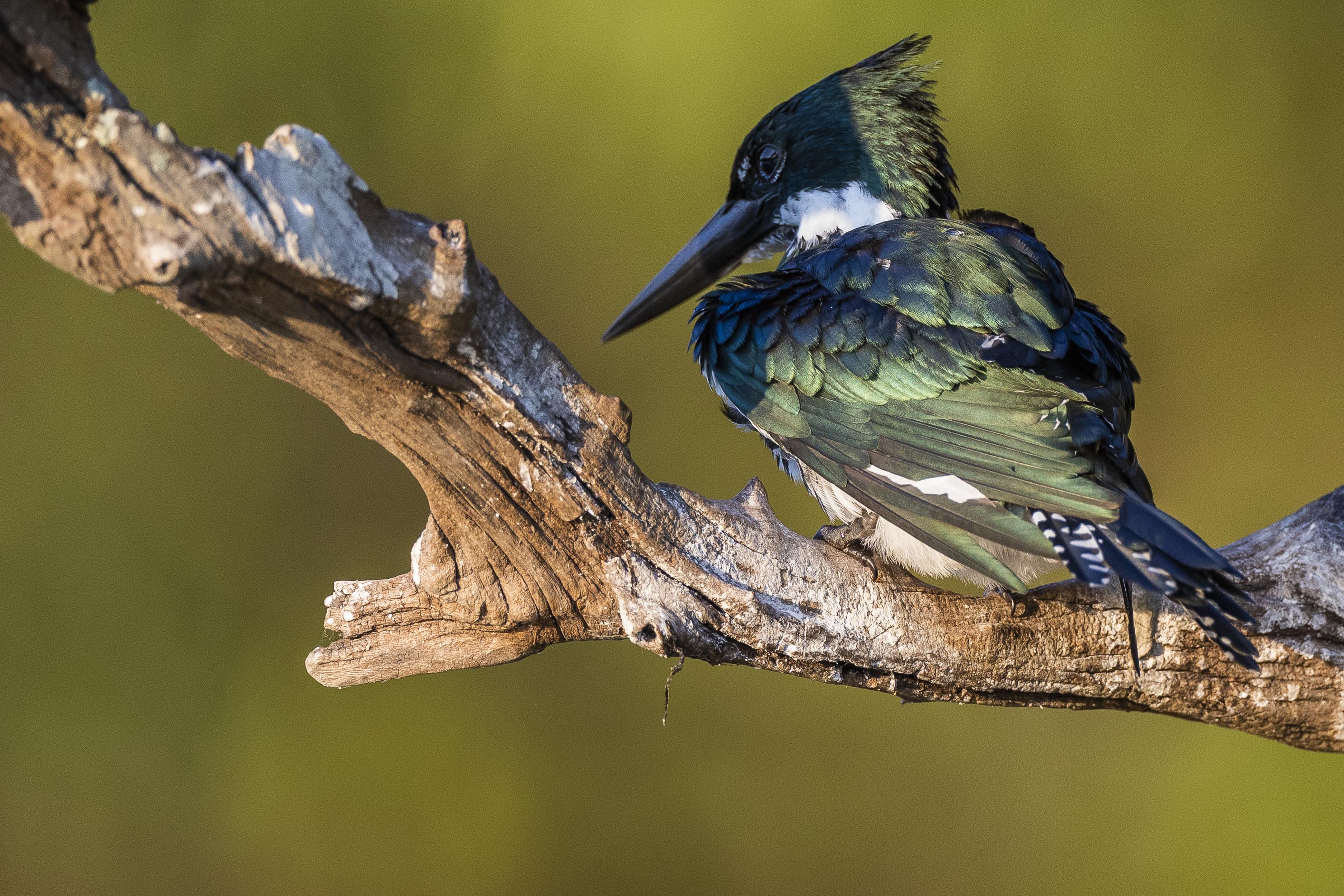20190716_UJ_Pantanal_Rio_Claro_20016-3