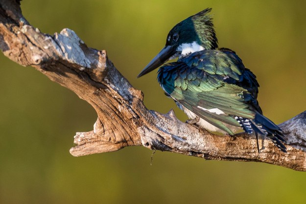 20190716_UJ_Pantanal_Rio_Claro_20016-3