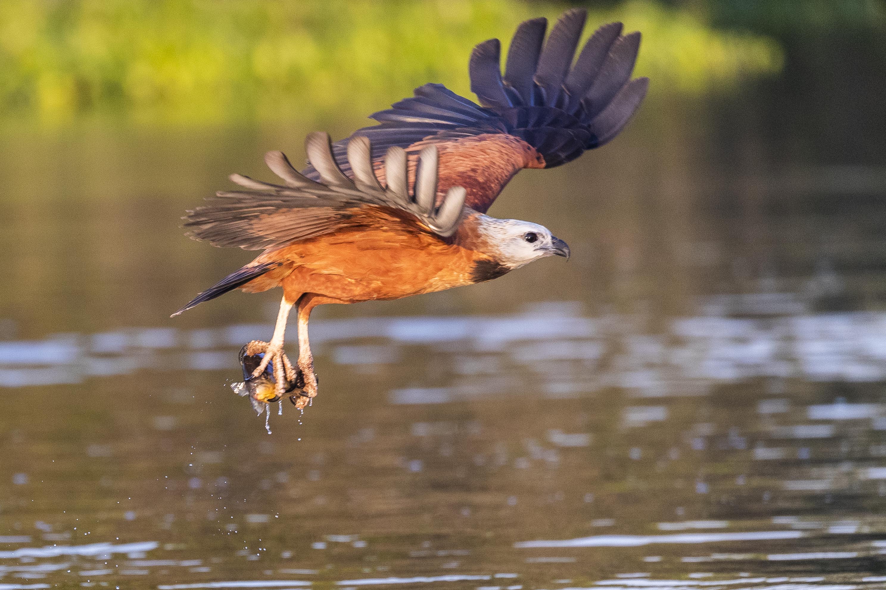 20190716_UJ_Pantanal_Rio_Claro_20163-2