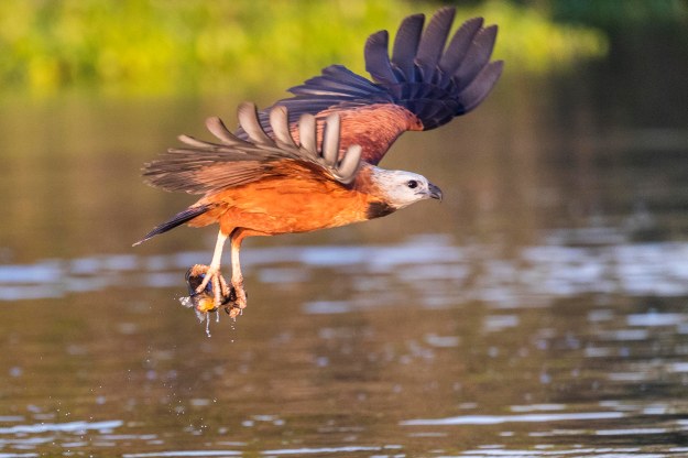 20190716_UJ_Pantanal_Rio_Claro_20163-2