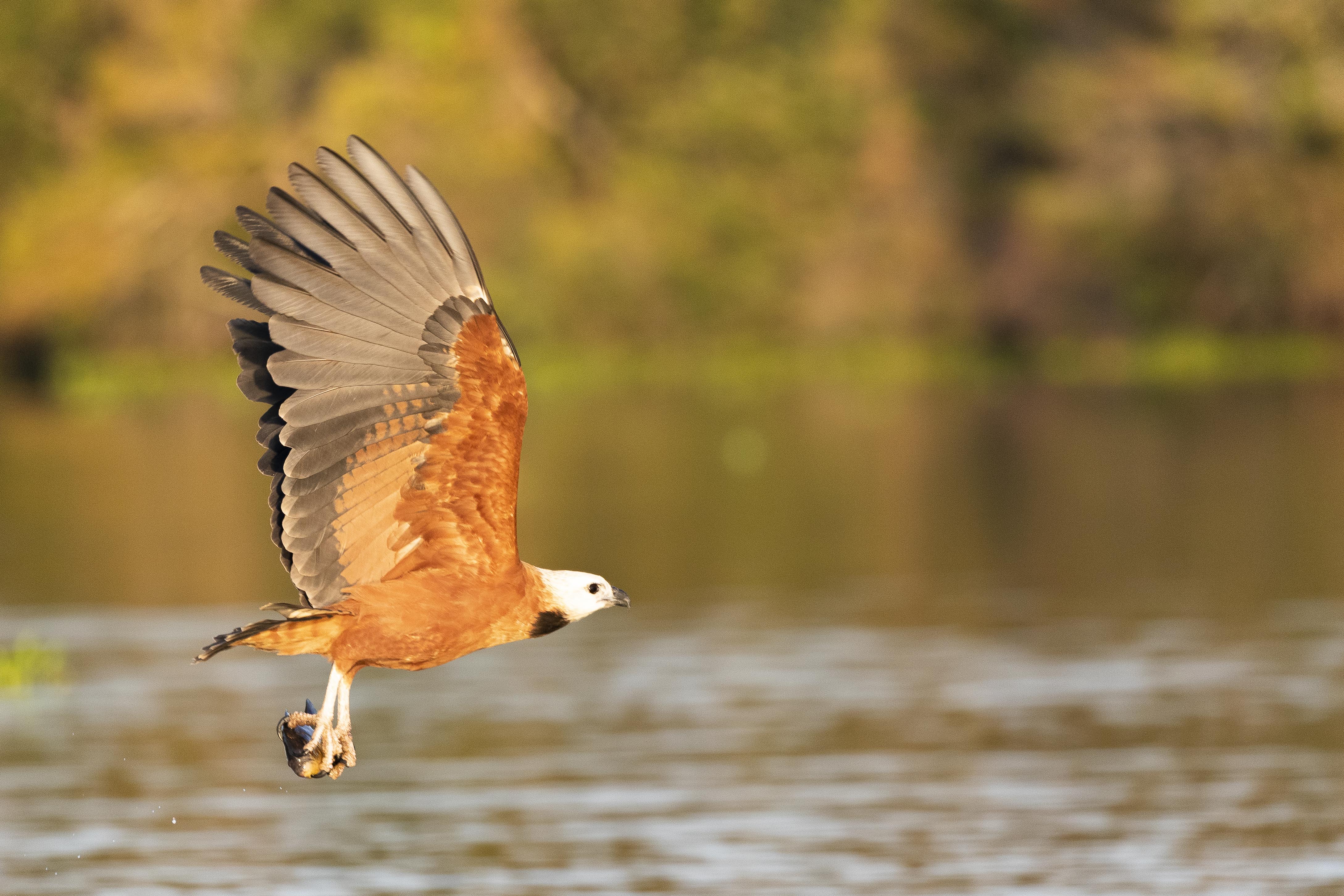 20190716_UJ_Pantanal_Rio_Claro_20167-2