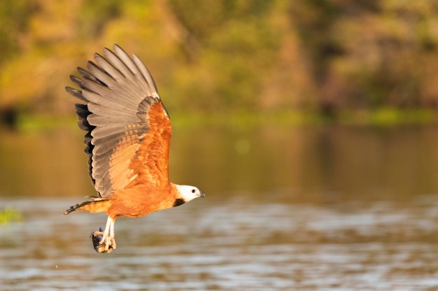 20190716_UJ_Pantanal_Rio_Claro_20167-2