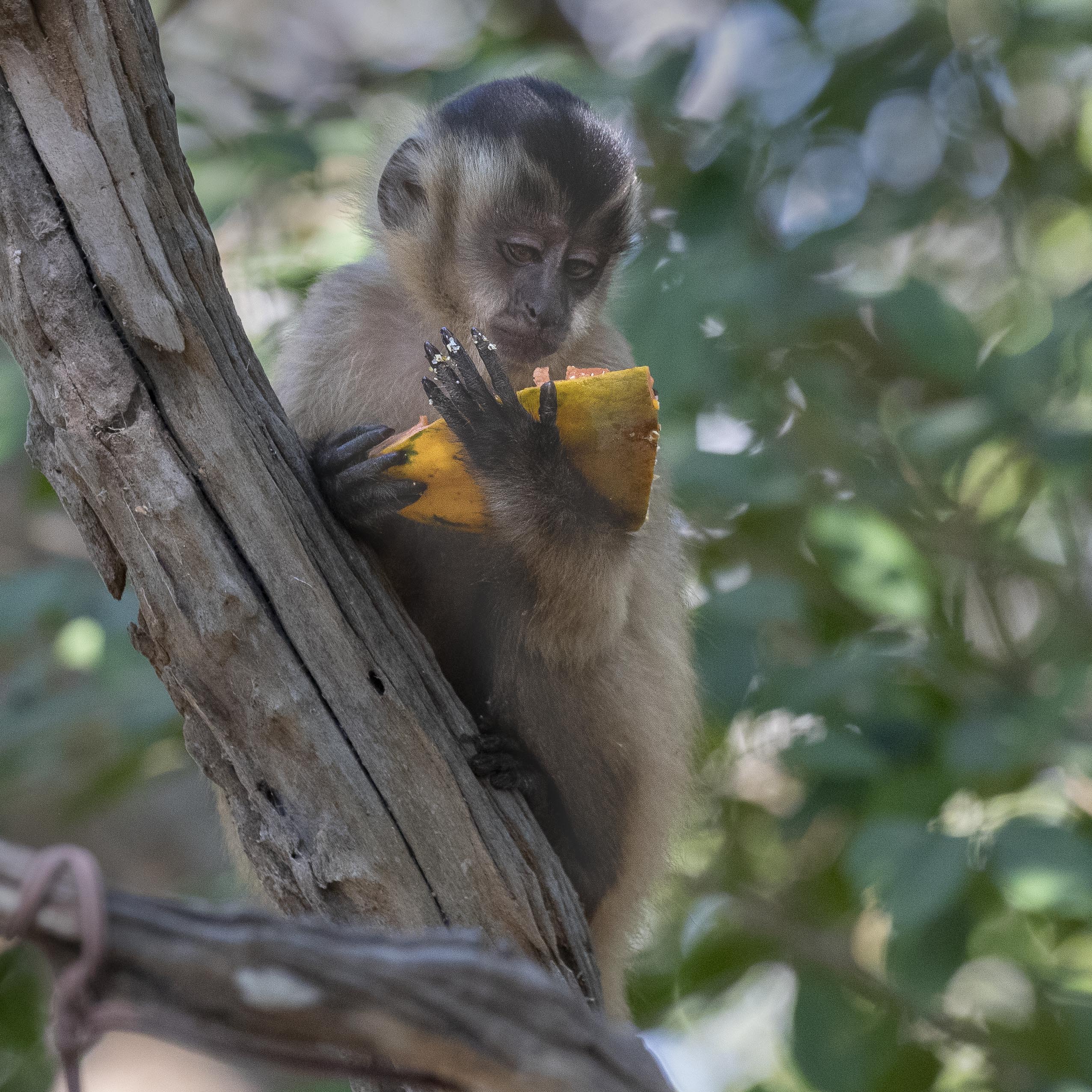 20190716_UJ_Pantanal_Rio_Claro_20241