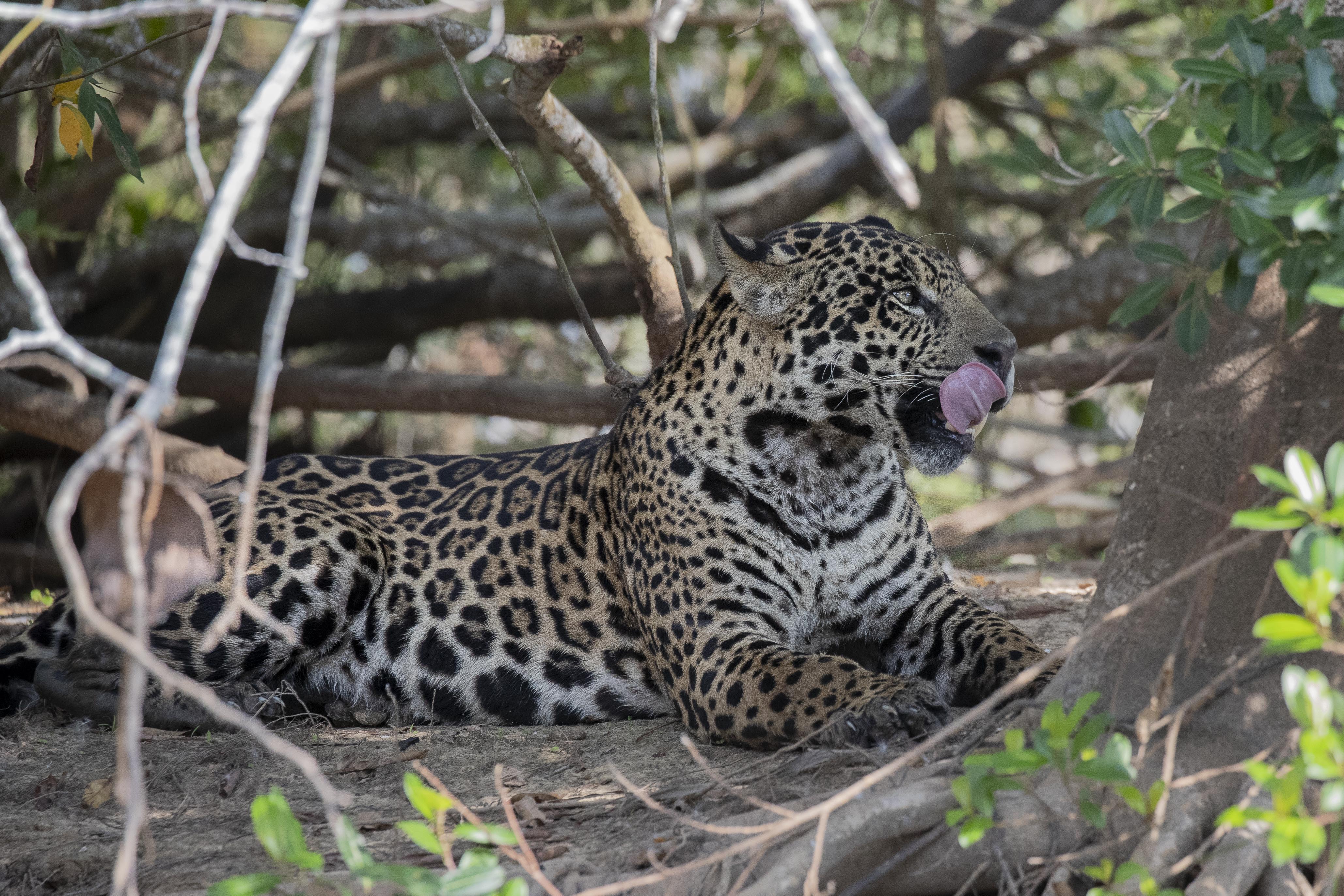 20190718-01974-Pantanal-Day06