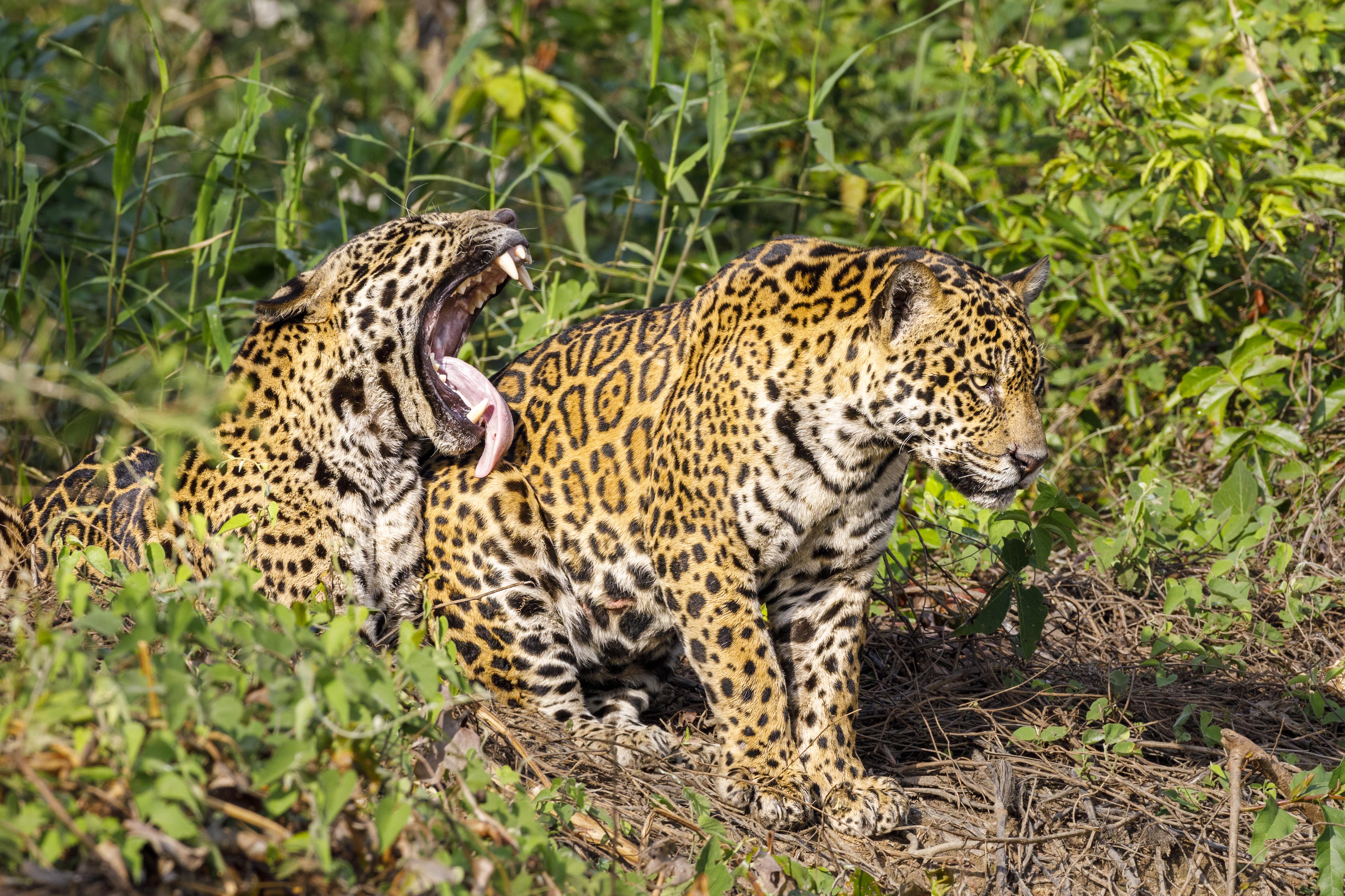 20190718-02199-Pantanal-Day06