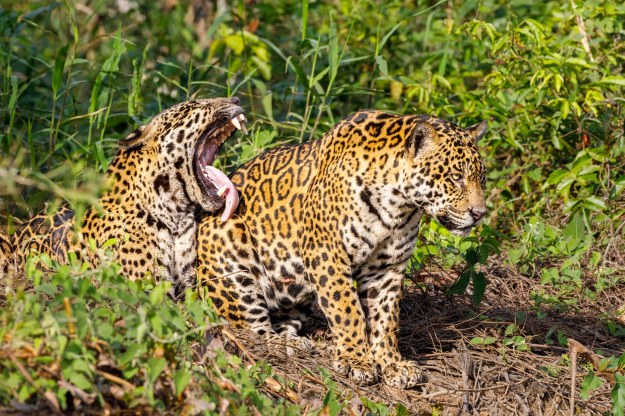 20190718-02199-Pantanal-Day06