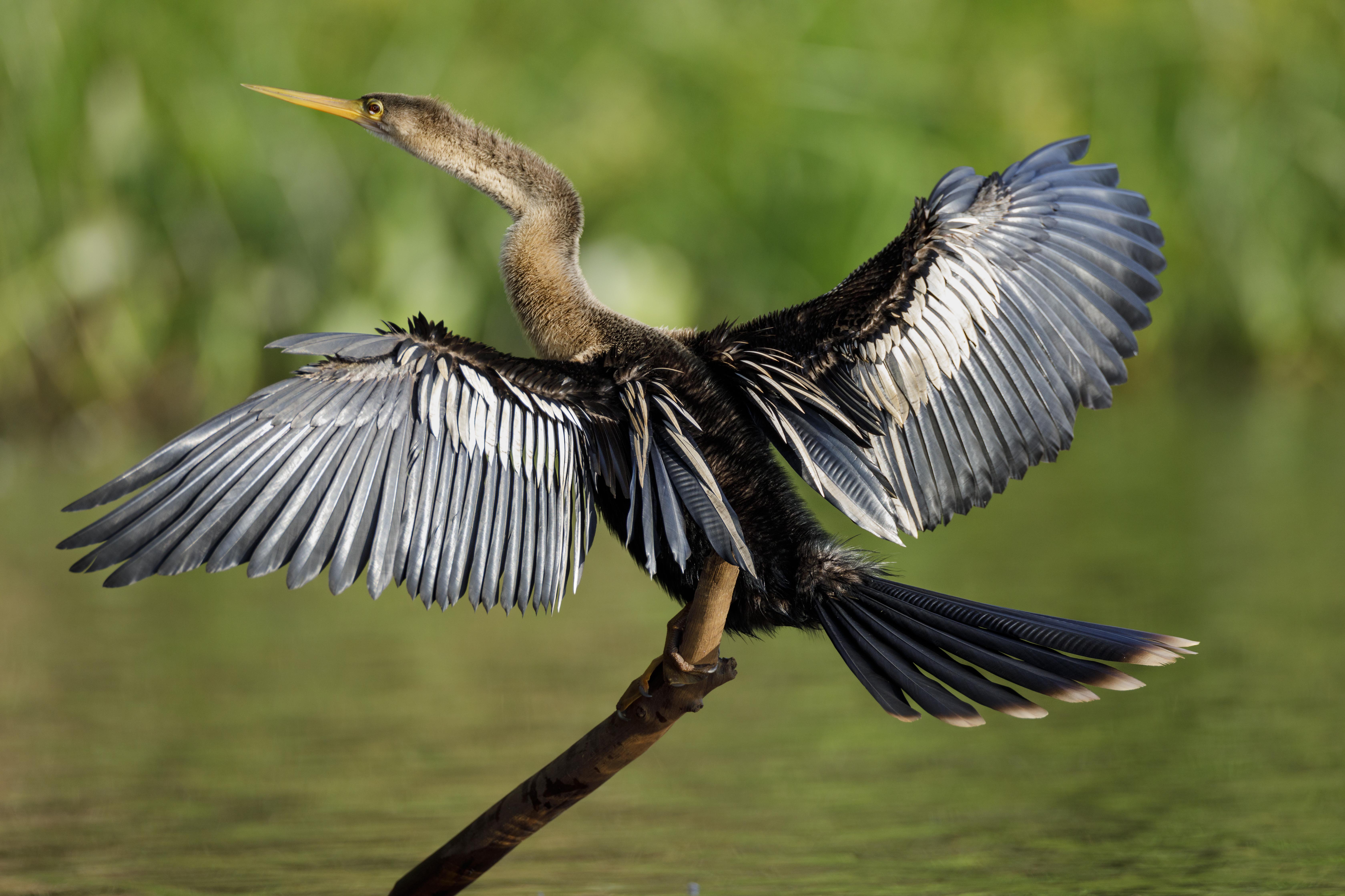 20190719-03641-Pantanal-Day07