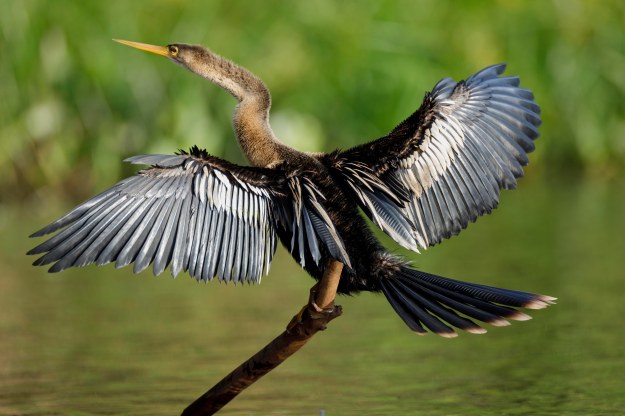 20190719-03641-Pantanal-Day07