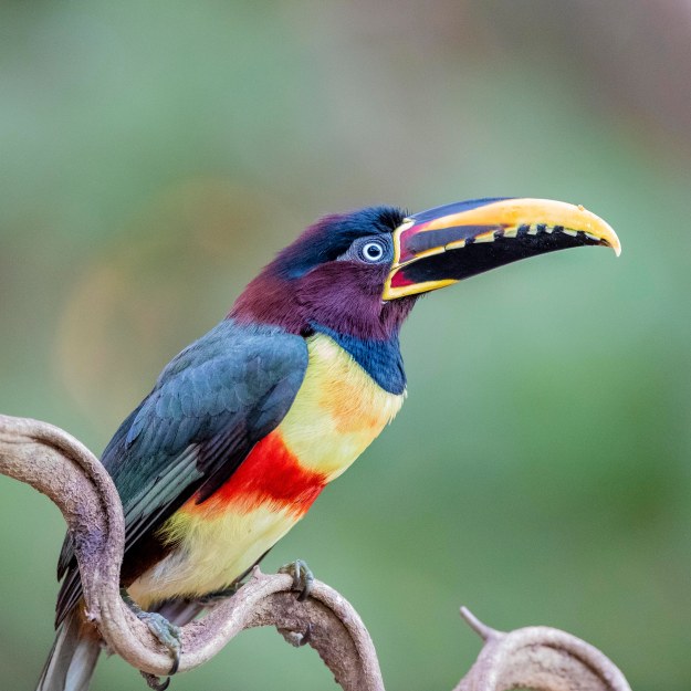 20190724-08330-Pantanal-Day 11-12