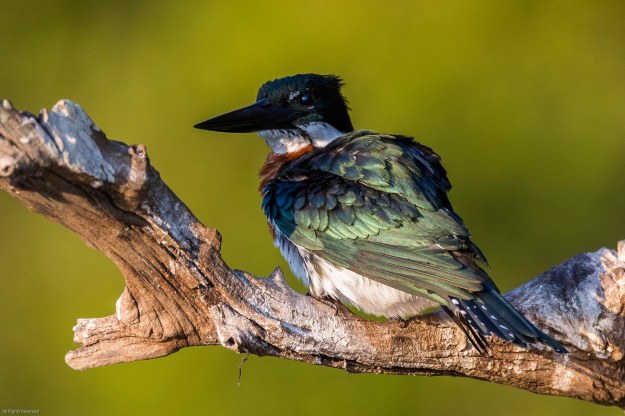 20190716_UJ_Pantanal_Rio_Claro_20012-3
