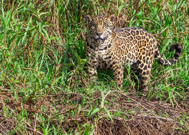 20190718-01748-Pantanal-Day06
