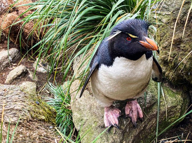 20191219_YW_Antarctica_Westpoint Island0356