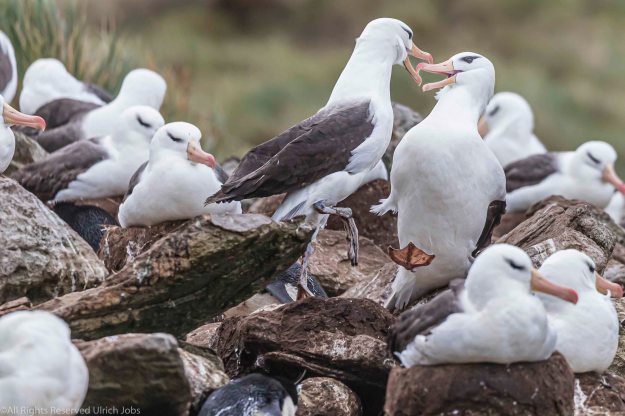 20191219Anmtarctica_Westpoint_Island0677