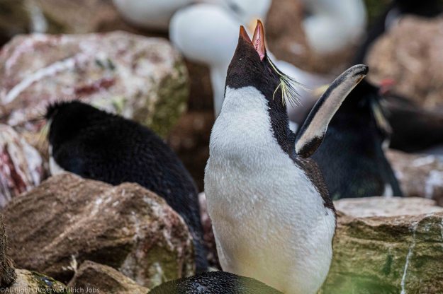 20191219Antarctica_Westpoint_Island0755