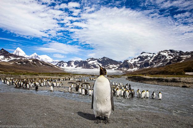 20191224Antarctica_Falkl_SGeorgia0183