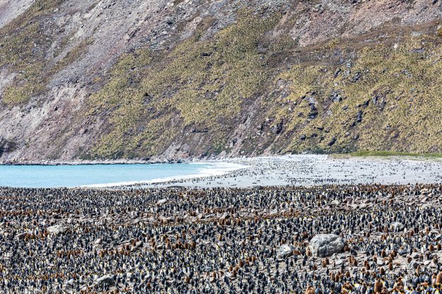 20191224Antarctica_Falkl_SGeorgia0282