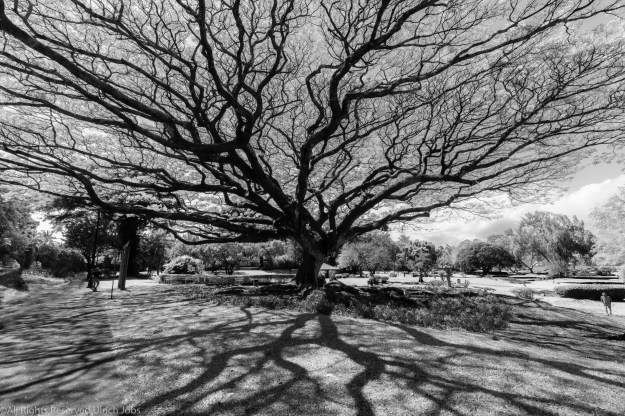 20190208_UJ_Hawaii__Wild Hawaii_2025-PSedit