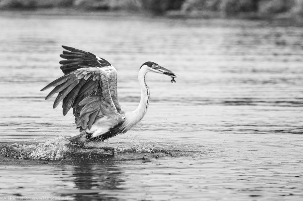 20190715_UJ_Pantanal_Rio_Claro_10119