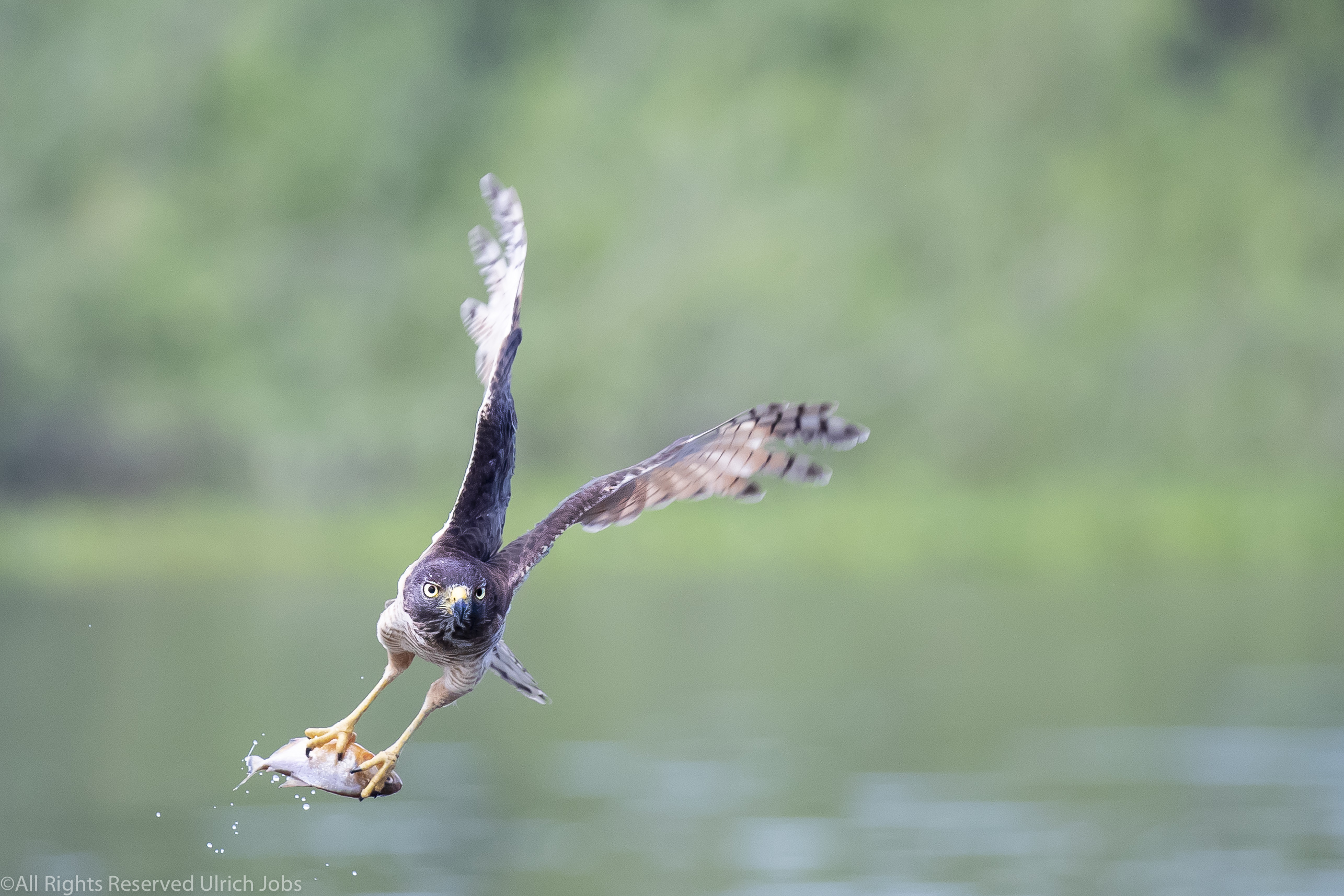 20190715_UJ_Pantanal_Rio_Claro_10161