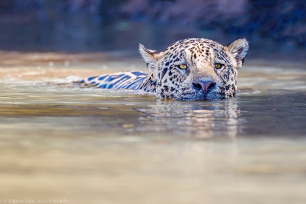 20190720-Jaguar Pantanal